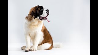 Saint Bernards Uncovered MustKnow Facts shorts dog doglover shortvideo [upl. by Patterman217]