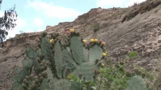 Drylands development programme in Ethiopia [upl. by Gnoud]