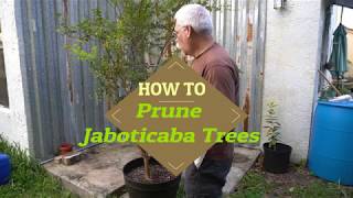 How to prune a Jaboticaba Tree  Myrciaria cauliflora [upl. by Jansson]