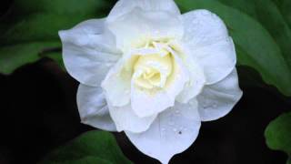 Trillium grandiflorum with Dan Jaffe [upl. by Nagek]