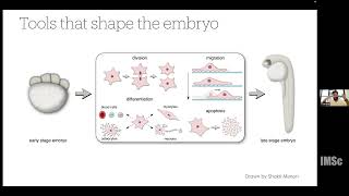 Role of intercellular adhesion in cell migration  A cellular potts model perspective [upl. by Enileuqaj]