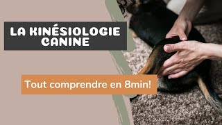 Kinésiologie animale  Une véritable aide dans léducation du chien [upl. by Ima656]