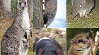 Marsupial animals [upl. by Felicie942]