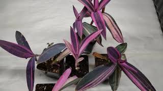 Tradescantia Pallida Variegated Houseplant AKA Wandering Jew AKA Purple Heart plant [upl. by Hoopen]