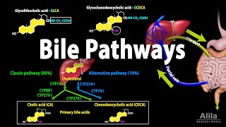 Bile Pathways and the Enterohepatic Circulation Animation [upl. by Gayla]