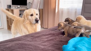 How a Golden Retriever Became a Friend to New Tiny Puppies Compilation [upl. by Justinn]