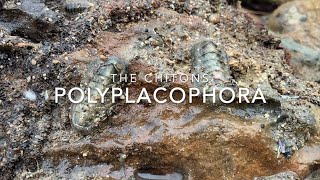 Polyplacophora [upl. by Ihel803]