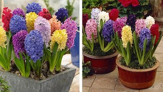 How to Plant Top Size Hyacinths Spring Garden Guide [upl. by Aoket489]