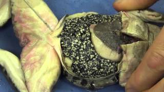 Frog Dissection [upl. by Yt465]