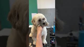 Lovely Lhasa apso grooming doggroomingtips shorts [upl. by Gannon]