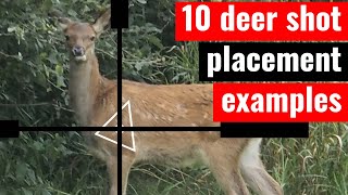 10 deer shot placement examples  where to aim with a rifle [upl. by Woehick145]