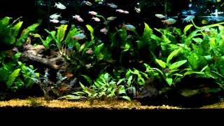 Heavily Stocked Heavily Planted Tetra Tank [upl. by Campney679]