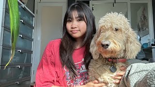 ASMR petting my dogs [upl. by Laro]