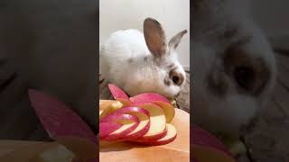 rabbit eating apple fruit pet rabbit bunnies animal [upl. by Aisak394]