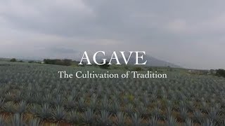 AGAVE The Cultivation of Tradition [upl. by Griffin629]