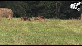 Dog Fights Off Three Coyotes  Coyote Hunting With Decoy Dog [upl. by Hoenack105]