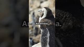 3 Facts About Penguins More Than Just Cute Waddlers Penguins Antarctica [upl. by Eniger]