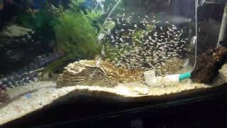 Alevines de tilapia en acuario Medellin colombia [upl. by Nnylidnarb865]