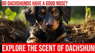 Unlock the Secret World of a Dachshunds SuperSensitive Nose [upl. by Rust]