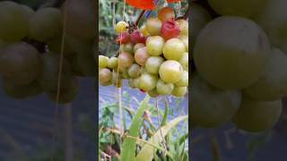 🍇Grapes harvest🍇Finally very sad 😒 [upl. by Namruht]