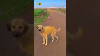 ￼ comedy dog and avais animals ￼ funny doglover [upl. by Ahseya447]