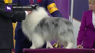 Shetland Sheepdogs  Breed Judging 2019 [upl. by Aiksa]