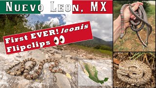 Herping Mexico My first ever Lampropeltis under a rock 5 flavors of leonis and morulus under tin [upl. by Llyrehc105]