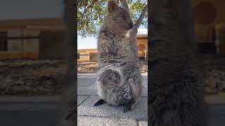 Mother Quokka taking care of his young one wildanimals [upl. by Frieda596]