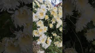 💐 Guldaudi Chrysanthemums flower [upl. by Jacey]