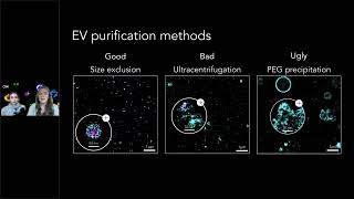 Preparing Intact EV Samples for SuperResolution Imaging [upl. by Ronoel]