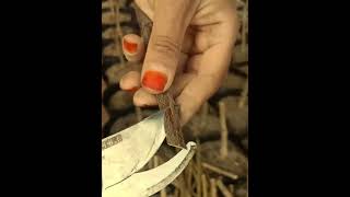 Achieve Perfect Grafts Every Time grafting nature graft satisfying plants gardening diy [upl. by Vinnie]