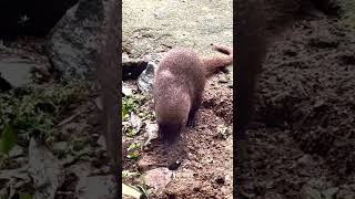 A Mongoose small terrestrial carnivorous mammal [upl. by Merras199]