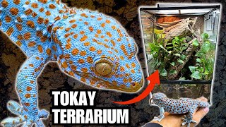 UPGRADING THE TOKAY TERRARIUM  TAMING MY TOKAY GECKOS WITH FOOD [upl. by Abigael]