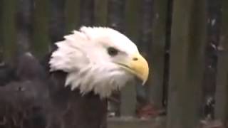 Blue Heron vs Bald Eagle YouTube [upl. by Ayhdiv]