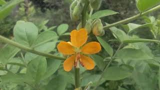 Senna hirsuta  Medicinal Uses of Senna hirsuta  Flowers of Tamilnadu [upl. by Chapman]