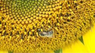 BEES Apis mellifera scutellata action [upl. by Hanschen]