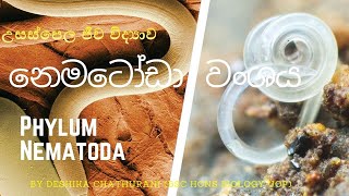 Kingdom Animalia  Phylum Nematoda  නෙමටෝඩා වංශය [upl. by Kcirddet]