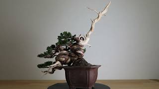 Koji Hiramatsu Takamatsu Bonsai Channel episode 45 [upl. by Neras]