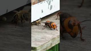 Honeybees Lucky Escape Unnoticed by Giant Hornets at Hive Entrance [upl. by Simah108]