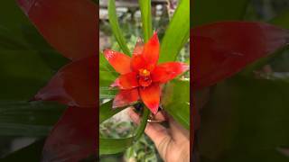 Como cuidar de la bromelia shorts [upl. by Eitak]