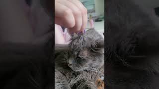 Giving my cat a Mohawk cat meme mohawk [upl. by Mercedes251]