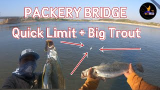 Packery Bridge Quick Limit  Big trout  Corpus Christi Texas [upl. by Anifled10]