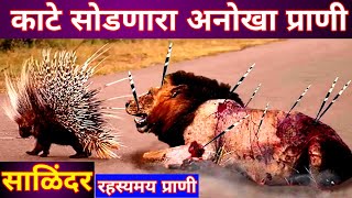 salinder  साळींदर प्राणी  सायाळ  salindar  सायाळ प्राणी  sayal animal  sayal  salinder animal [upl. by Socem]