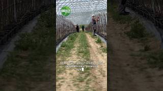 Oval tube polytunnel and raspberries growing system [upl. by Wernda]