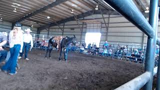 2024 Reese Mules  TN Mule Sales March Riding Mule Sale [upl. by Roldan565]