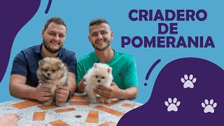 🐶 CRIADERO ESPECIALIZADO EN POMERANIA [upl. by Farlie]