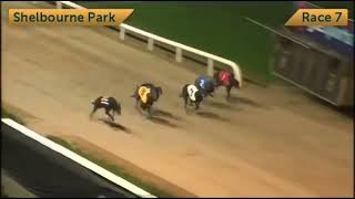 Bombay Pat  BoyleSports Irish Greyhound Derby Quarter Final [upl. by Colin]