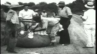 African American cotton pickers pick gather weigh and make bundles of cotton inHD Stock Footage [upl. by Stanislas]