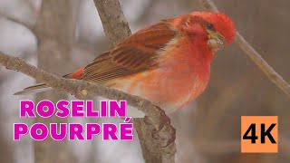 Roselin Pourpré Le Magnifique  Ce que vous devez savoir  Chant et cri 4K  Aventure Oiseaux Nature [upl. by Janeen149]