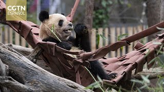 Madrid despide a una familia de pandas de vuelta a China y espera la llegada de una nueva pareja [upl. by Chalmers]